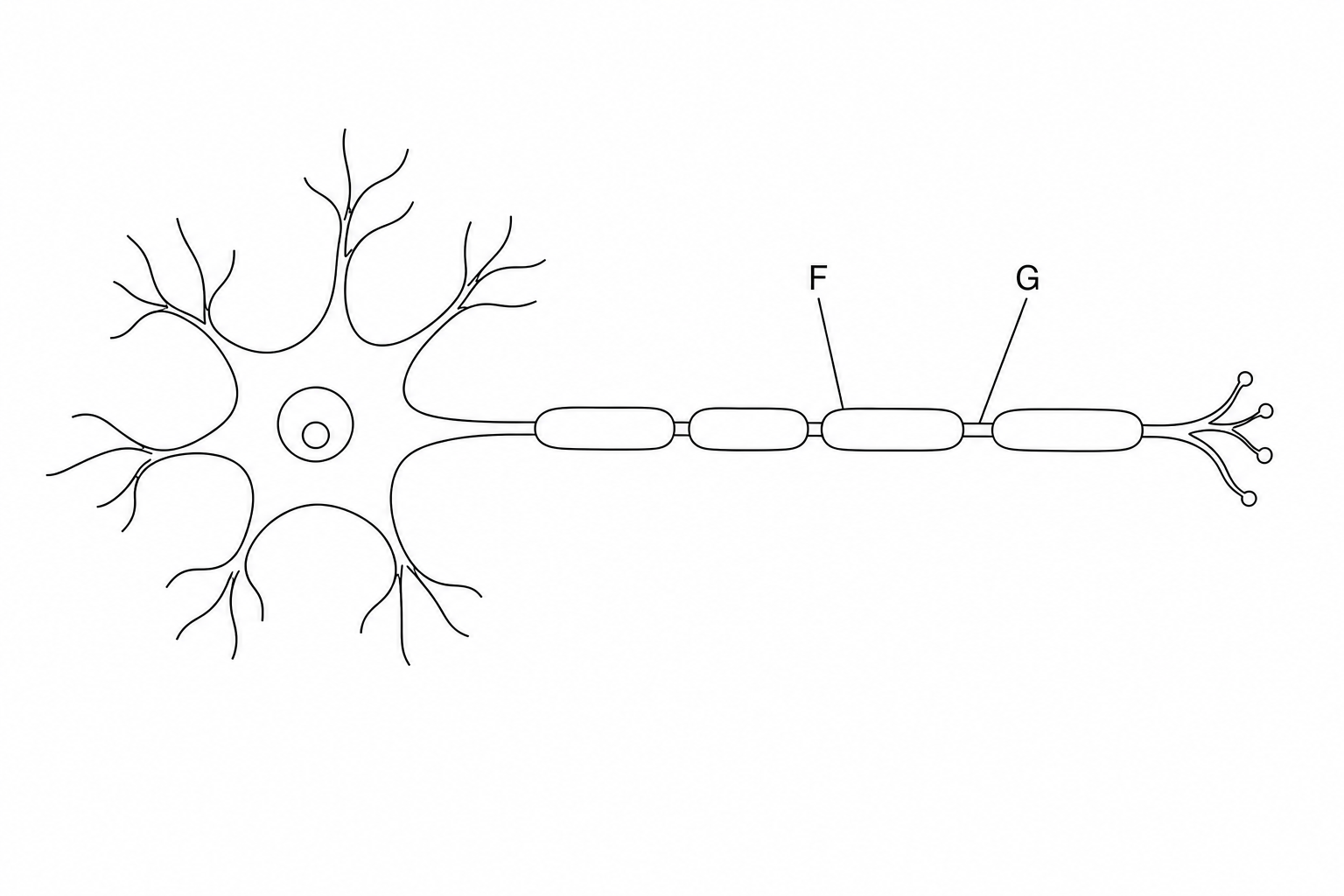 A diagram of a motor neurone. It shows a central cell body with many branch-like dendrites. Extending from the cell body is a long, thin nerve fibre. Along the length of this nerve fibre are several sausage-shaped insulating segments wrapper around it. Label F points to one of these outer insulating segments. Label G points to the long, inner nerve fibre itself.