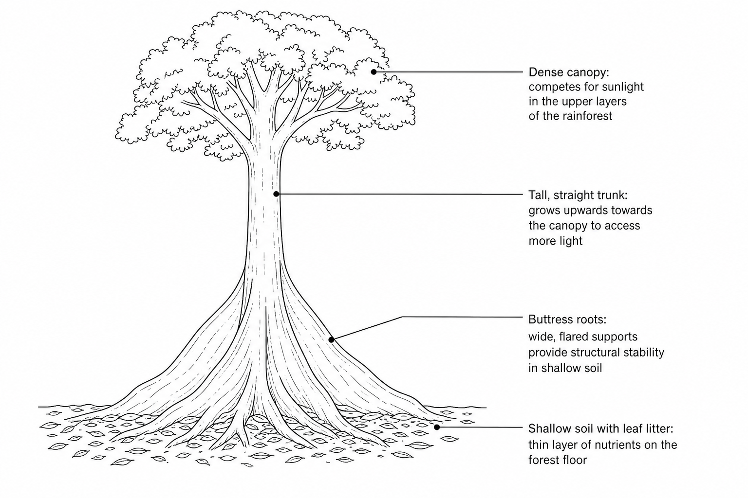 Figure 4: A scientific diagram of a tropical rainforest tree showing its key physical adaptations, including buttress roots, a tall straight trunk, and a dense canopy.
