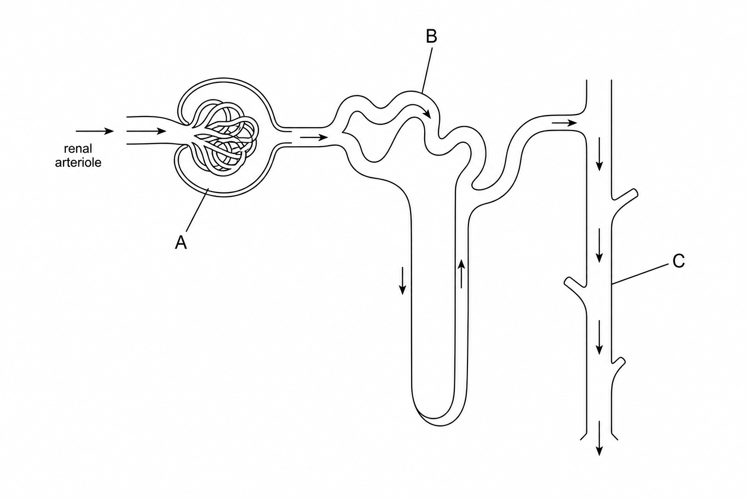 Diagram of a nephron showing Bowman's capsule (A), proximal convoluted tubule (B), and collecting duct (C).