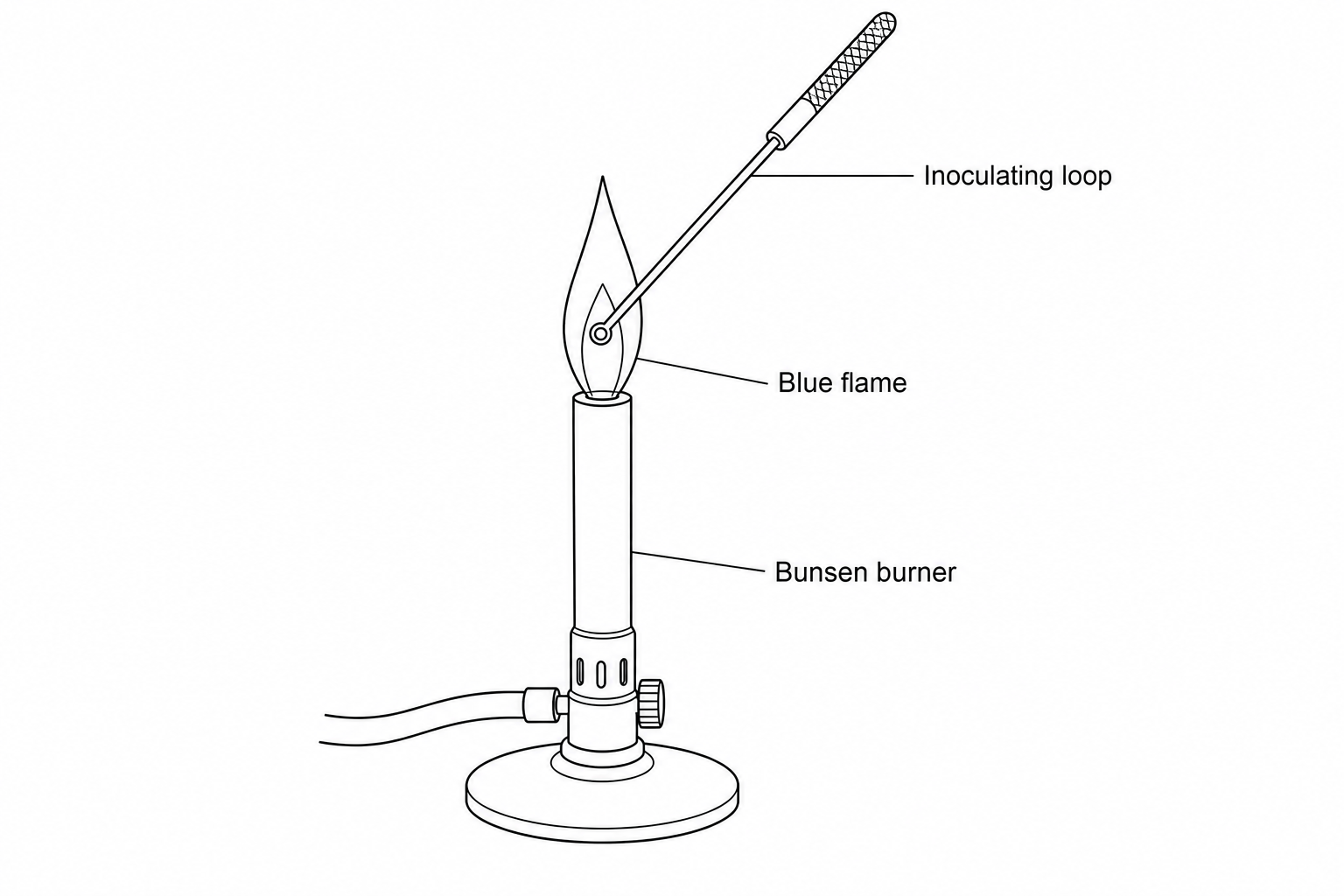 An illustration showing a metal inoculating loop being held at an angle in the hot blue flame of a Bunsen burner until it glows red.