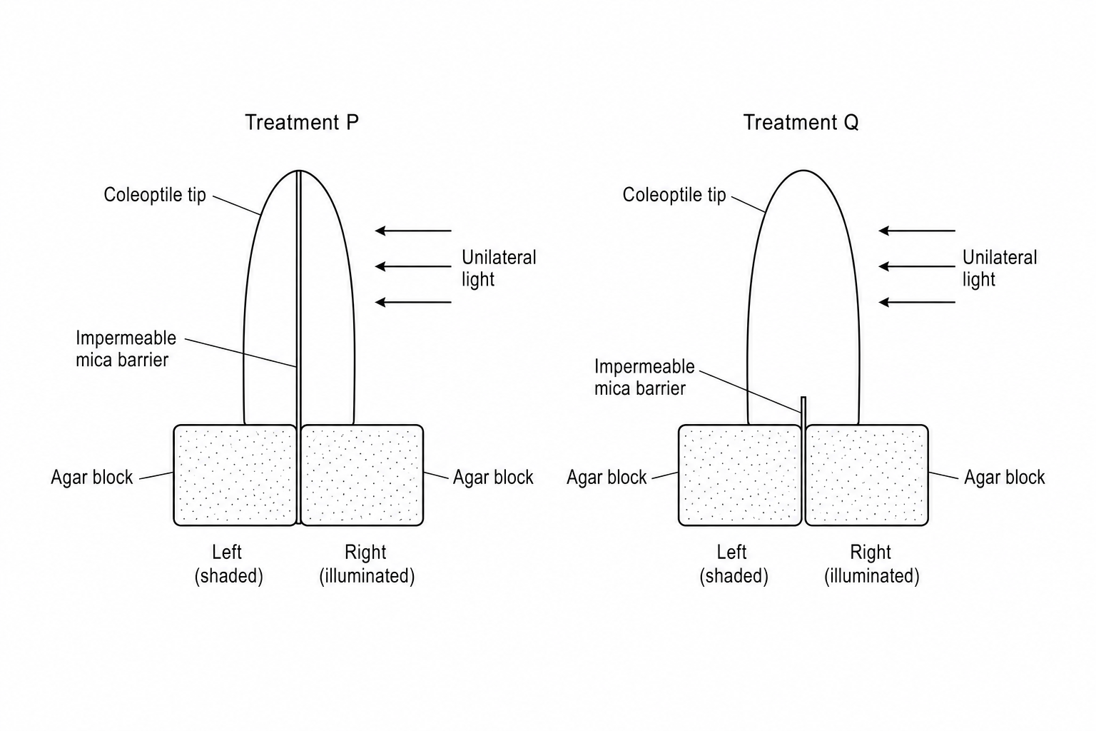 Coleoptile experiment with mica barriers