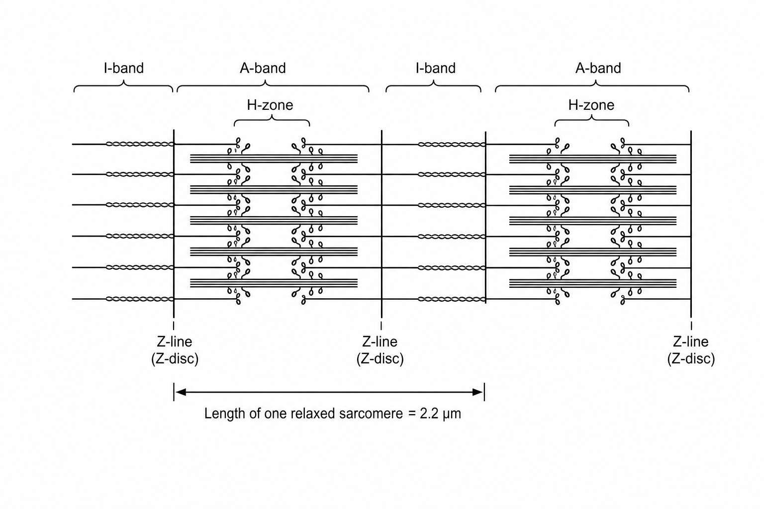 Figure 1: Diagram showing two adjacent sarcomeres in a relaxed myofibril, with labeled regions including the H-zone, I-band, and A-band. Below the diagram, an arrow indicates 'Length of one relaxed sarcomere = 2.2 \mu m'.