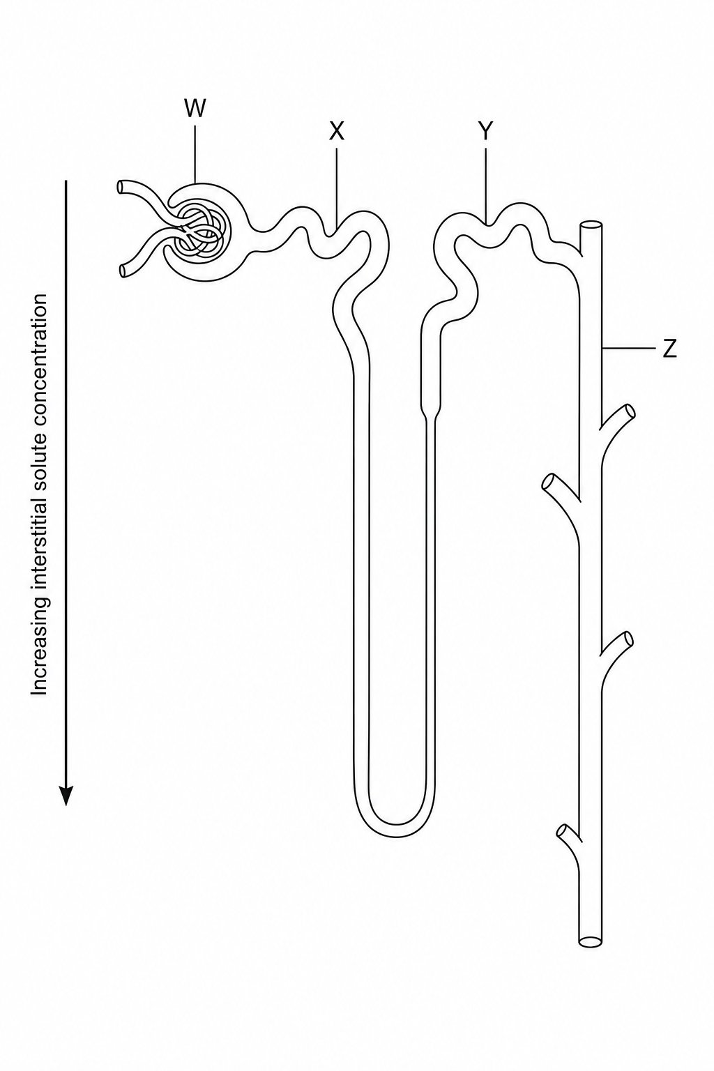 A diagram of a single mammalian nephron. Bowman's capsule and glomerulus are labeled W. The proximal convoluted tubule is labeled X. The distal convoluted tubule is labeled Y. The collecting duct is labeled Z. A vertical arrow on the left points downwards, indicating increasing interstitial solute concentration from the cortex to the medulla.