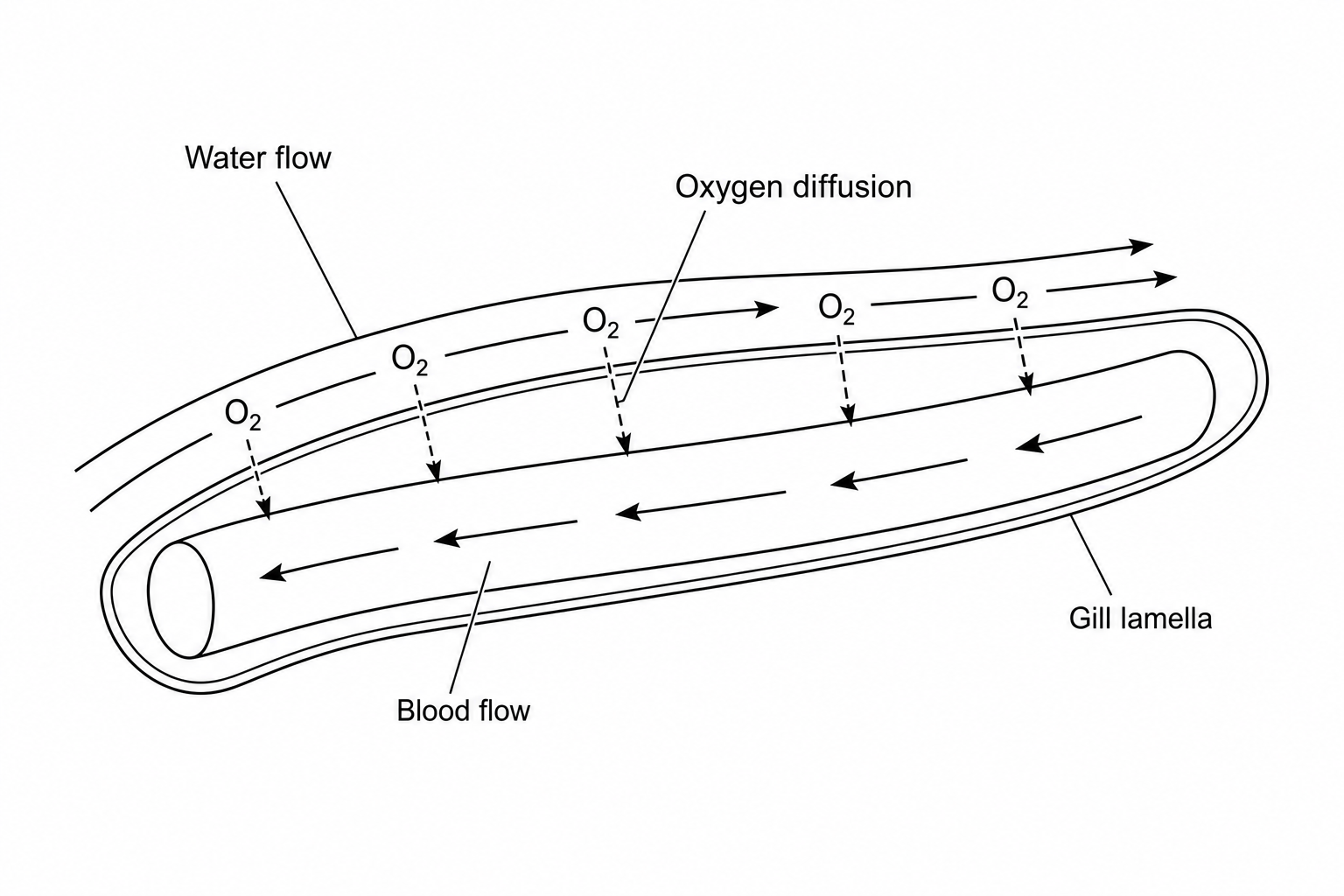 A detailed diagram of a fish gill lamella. Water containing dissolved oxygen molecules (O_2) flows over the surface of the gill lamella. A blood capillary runs through the lamella, with blood flowing in the opposite direction to the water flow. Oxygen molecules are shown diffusing from the water across the thin outer membrane of the gill lamella into the blood capillary.