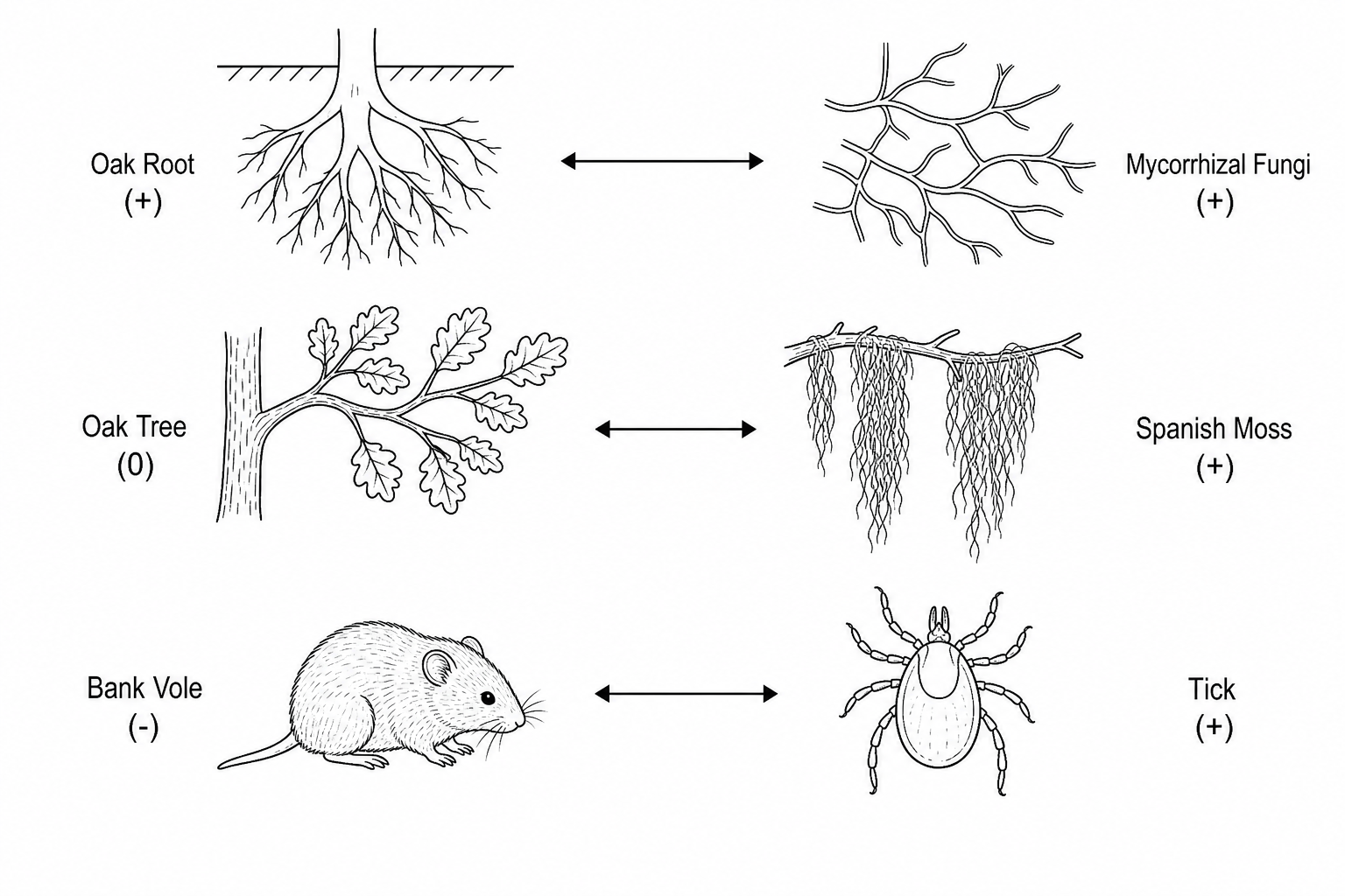Ecological Interactions
