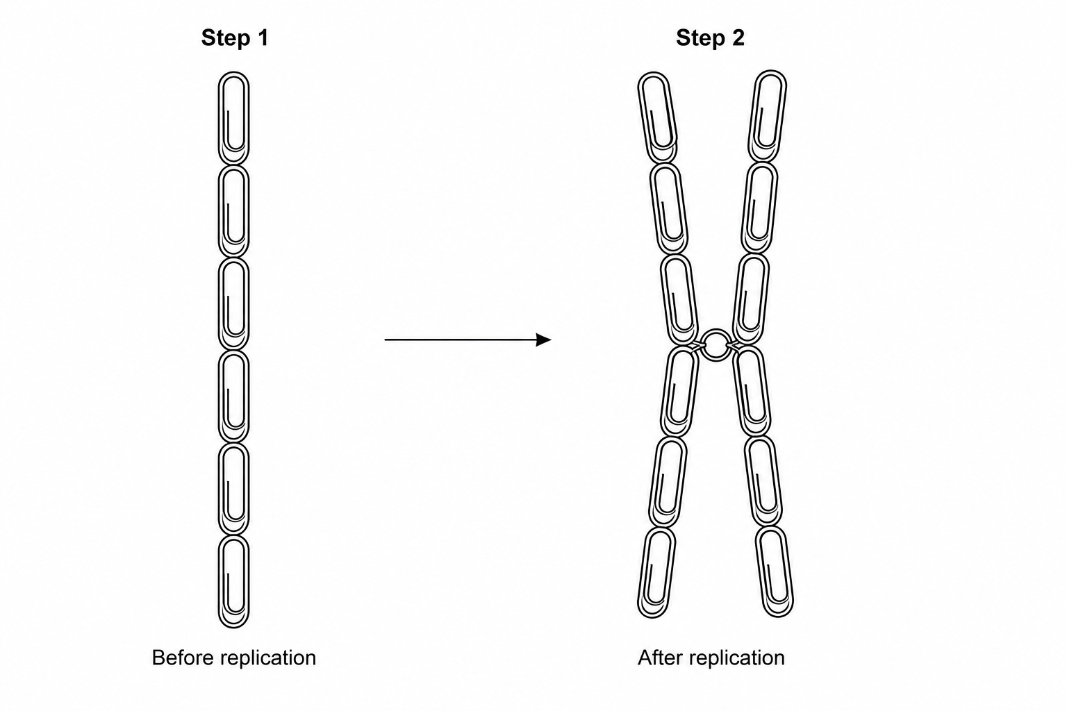 Paper clip chromosome model