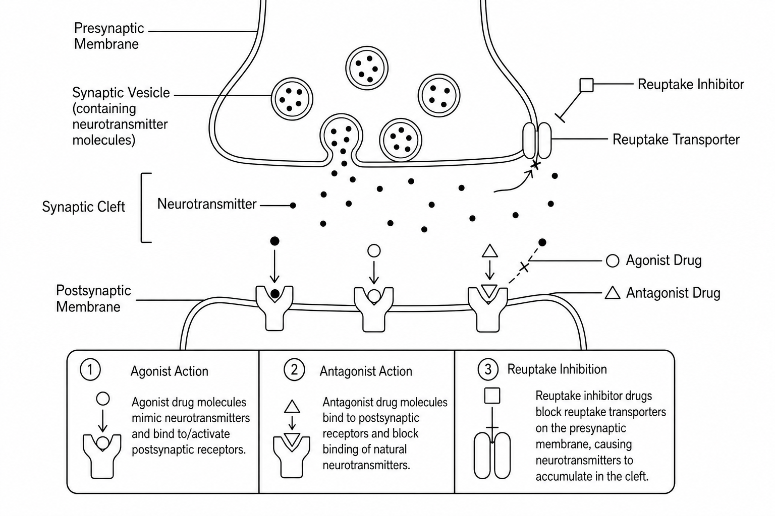 Synaptic mechanisms of recreational drugs
