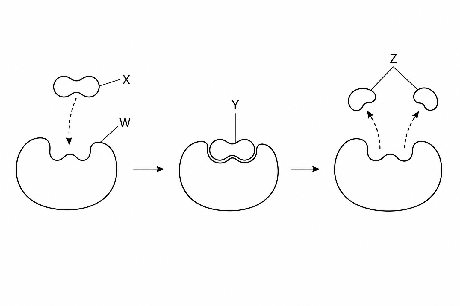 Induced fit model of enzyme activity