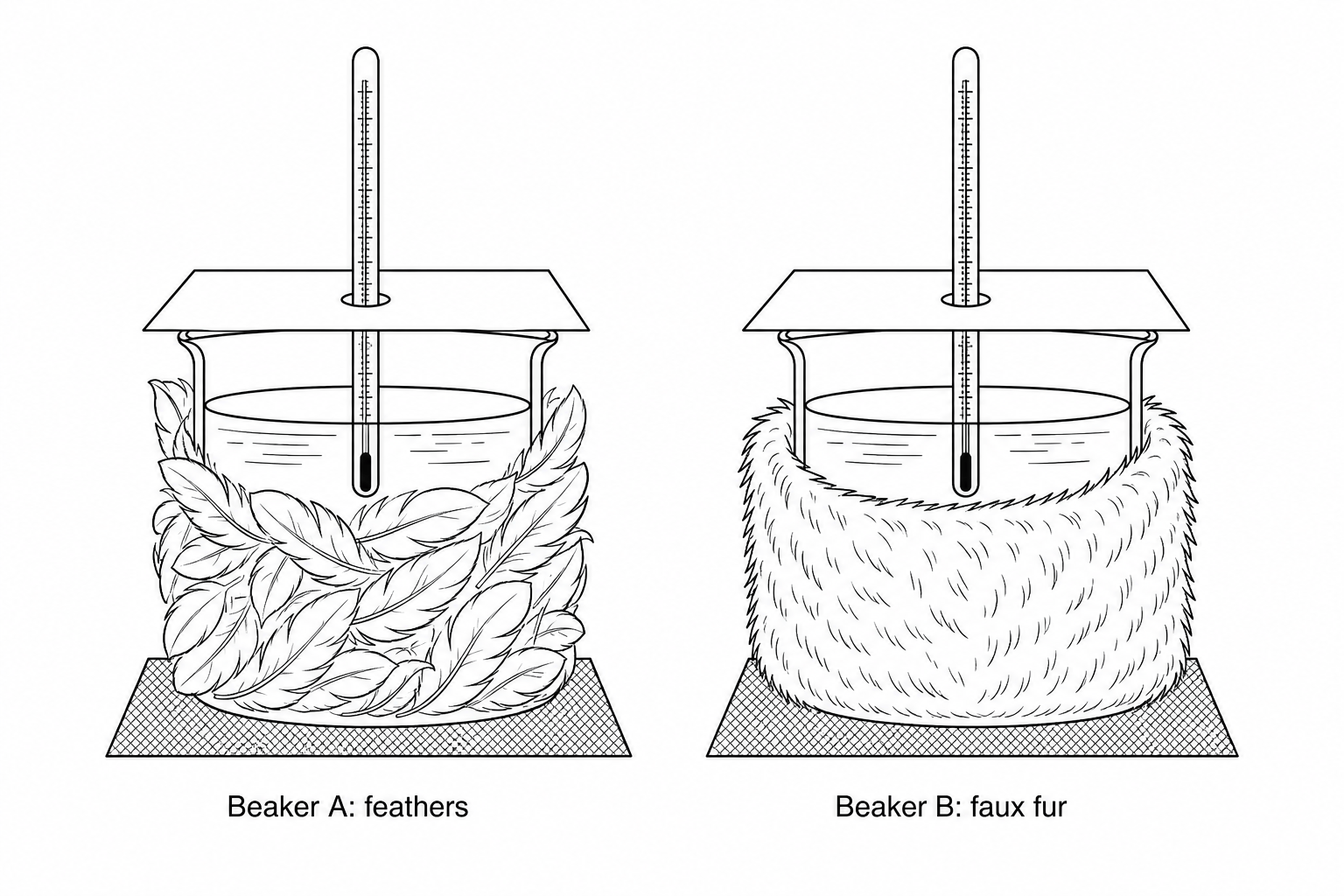 Experimental setup showing two identical glass beakers on heatproof mats. Each beaker contains hot water, has a card lid, and a thermometer inserted through the lid. Beaker A is wrapped in a layer of feathers. Beaker B is wrapped in a layer of faux fur.