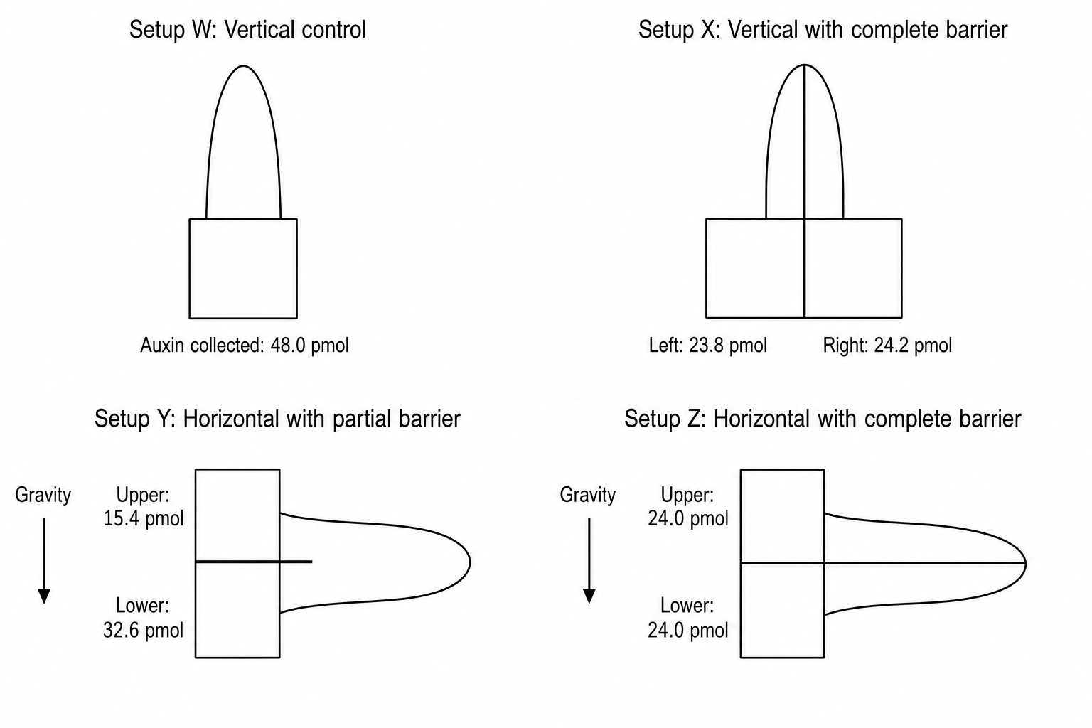 Experimental setups W, X, Y, and Z showing vertical and horizontal shoot tips on agar blocks
