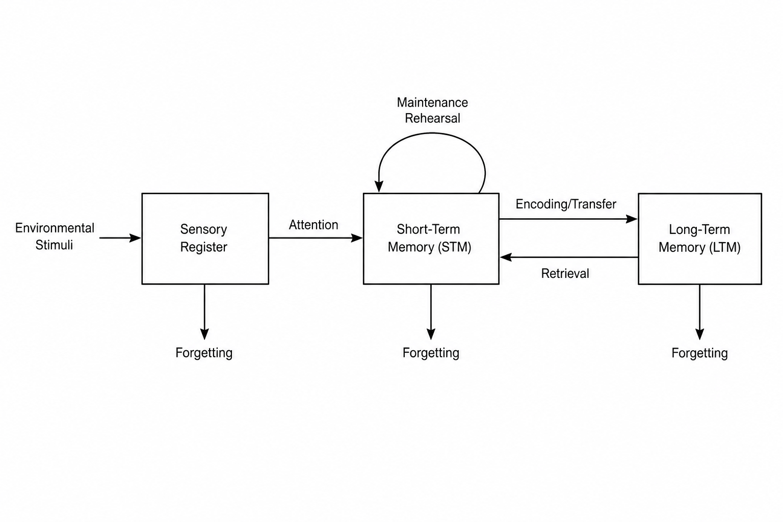 Multi-Store Model of Memory
