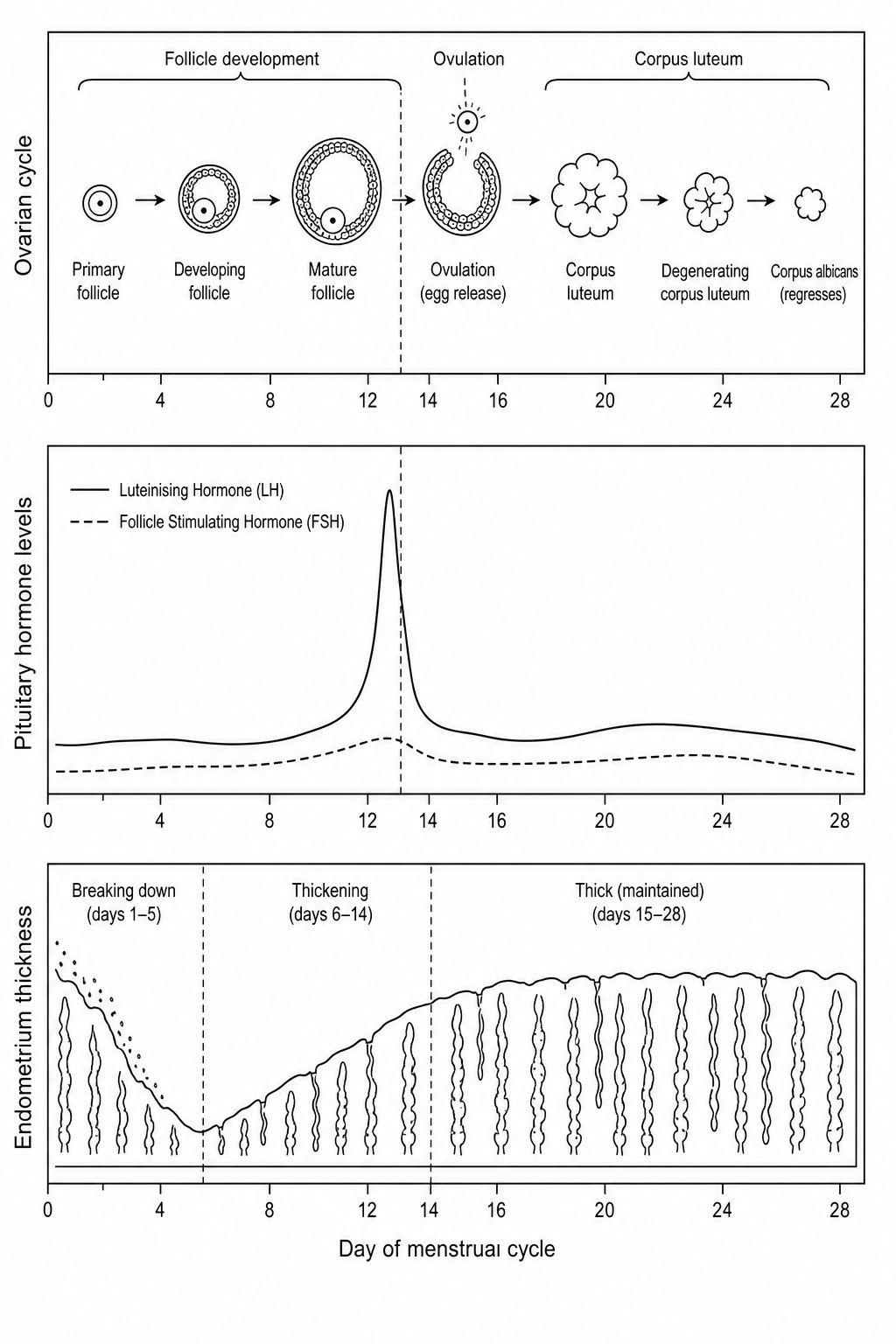 A three-panel diagram of the 28-day menstrual cycle. The top panel illustrates follicle development in the ovary, showing a developing follicle, a mature follicle, ovulation around day 14, and the formation of the corpus luteum. The middle panel shows pituitary hormone levels, highlighting a sharp peak in luteinising hormone (LH) on day 13. The bottom panel shows the thickness of the endometrium (uterus lining).