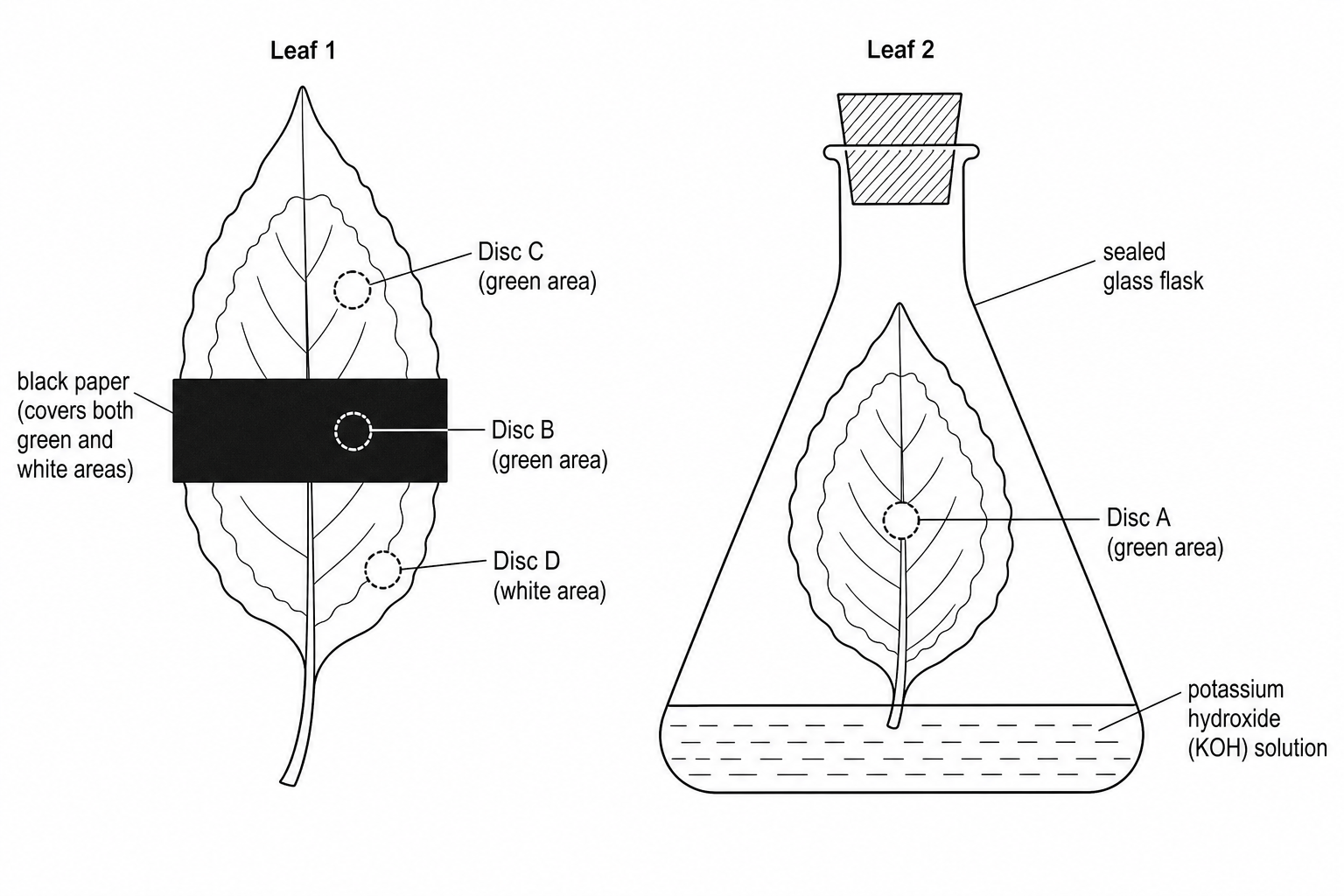 Experimental setup for photosynthesis requirements