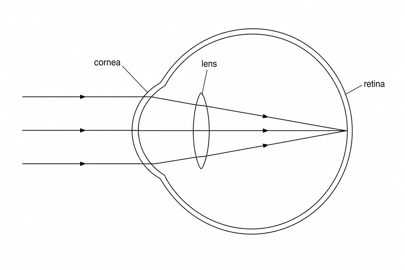 Figure 1: Parallel light rays from a distant star entering a healthy human eye