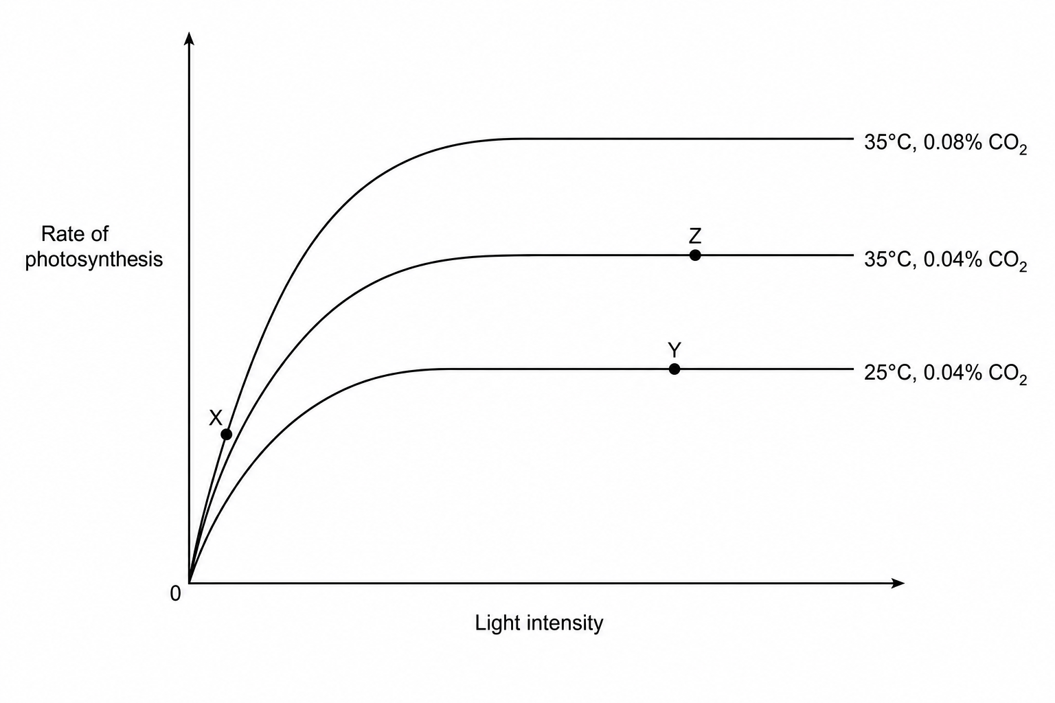 A graph showing rate of photosynthesis on the vertical axis against light intensity on the horizontal axis. Three curves start at the origin and rise steeply together. At very low light intensity, point X is located on this rising section where the curves coincide. The lowest curve levels off first at a low rate; this curve is labelled '25°C, 0.04% CO2' and has point Y on its flat horizontal region. The middle curve levels off at a higher rate; this curve is labelled '35°C, 0.04% CO2' and has point Z on its flat horizontal region. The highest curve levels off at the highest rate and is labelled '35°C, 0.08% CO2'.