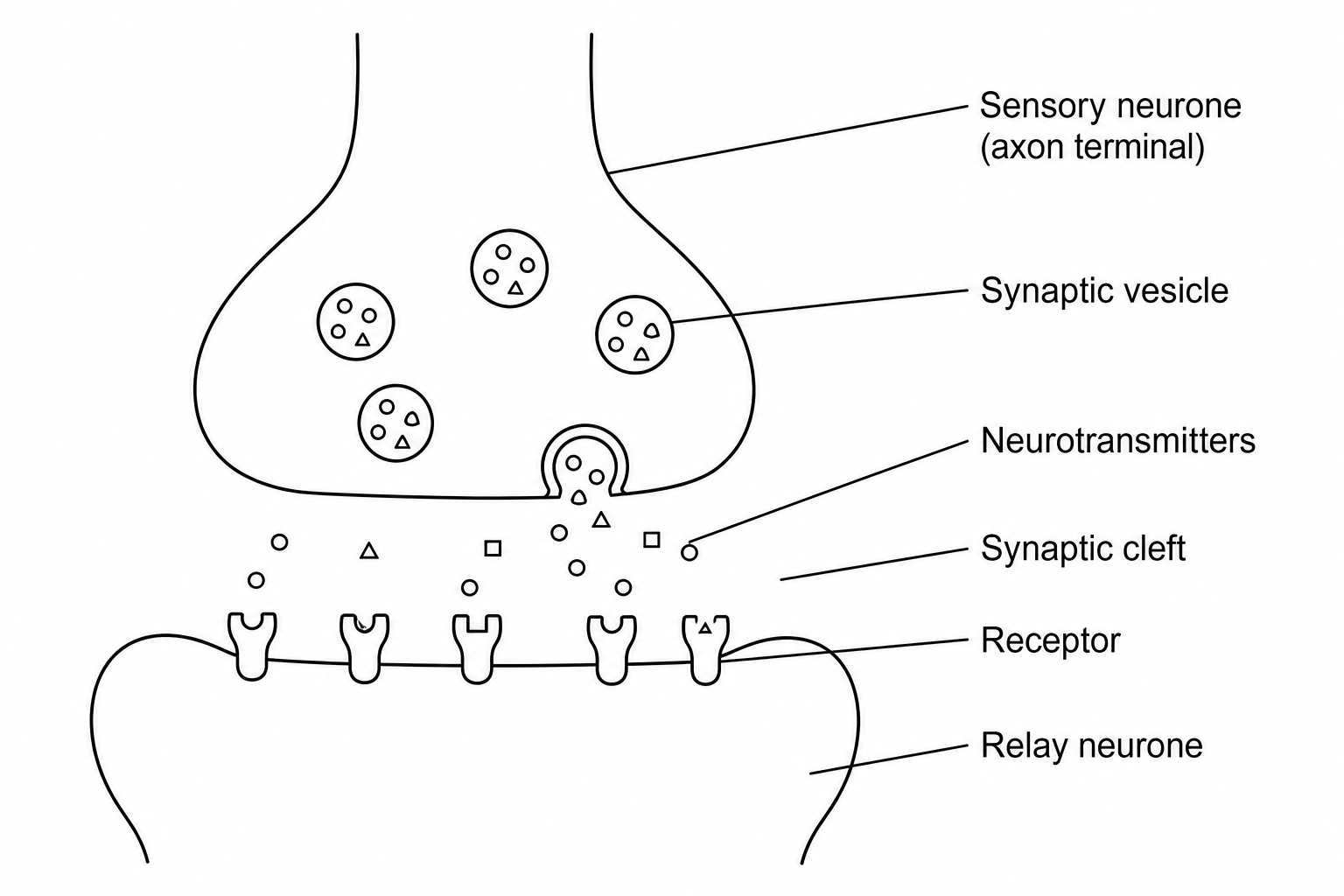 A diagram showing the synapse between a sensory neurone and a relay neurone. It depicts the axon terminal of the sensory neurone containing synaptic vesicles filled with chemical neurotransmitters, the synaptic cleft (gap), and the membrane of the relay neurone with specific receptor proteins.