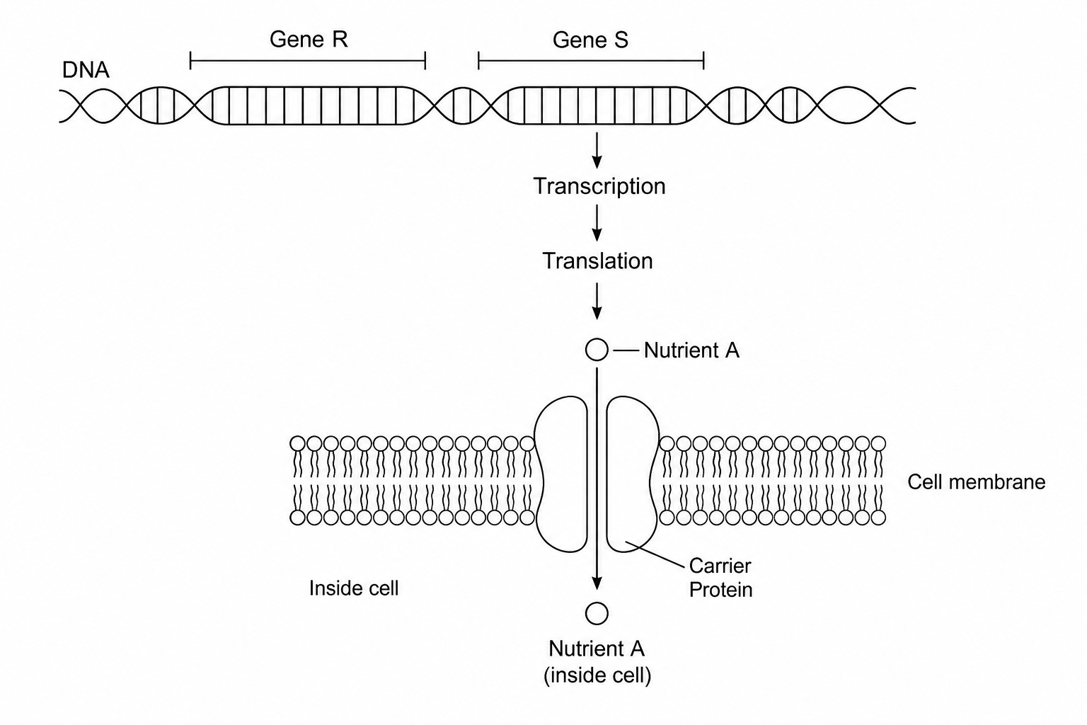 Cellular uptake diagram showing Gene R and Gene S