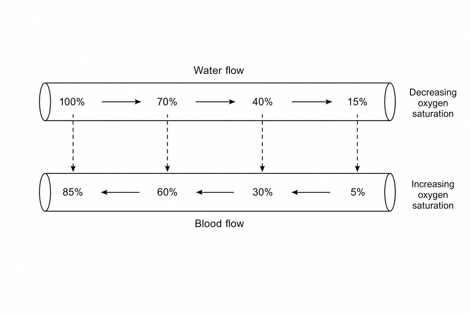 Diagram showing counter-current flow of water and blood across a gill lamella, with oxygen saturation levels.