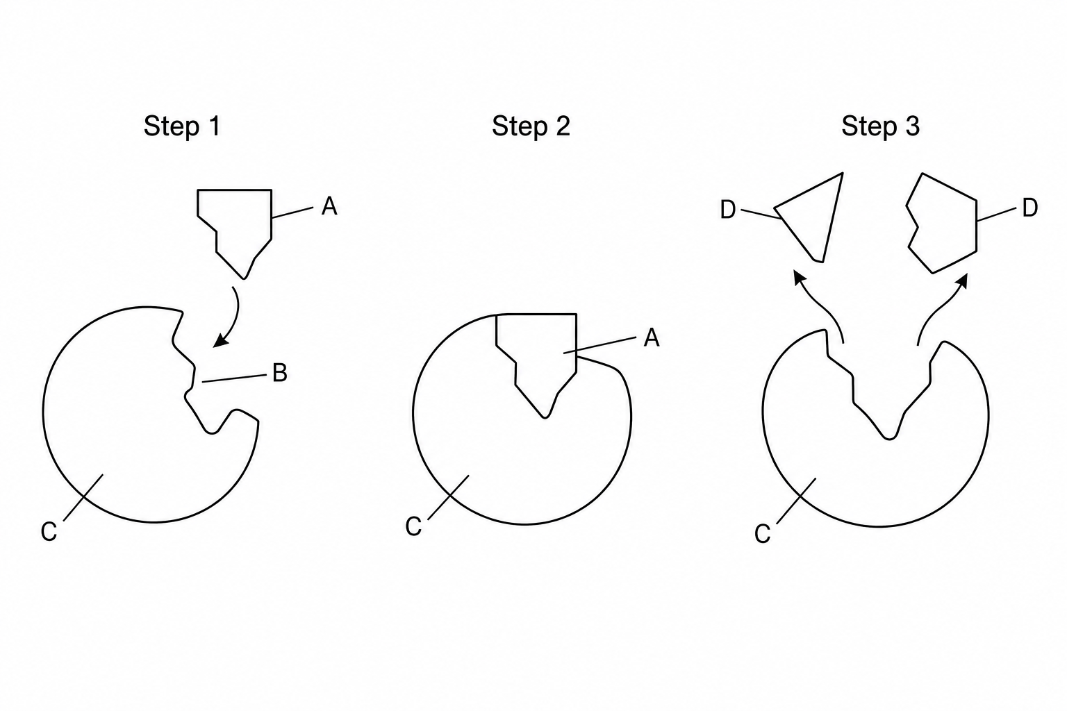 Lock and key hypothesis diagram