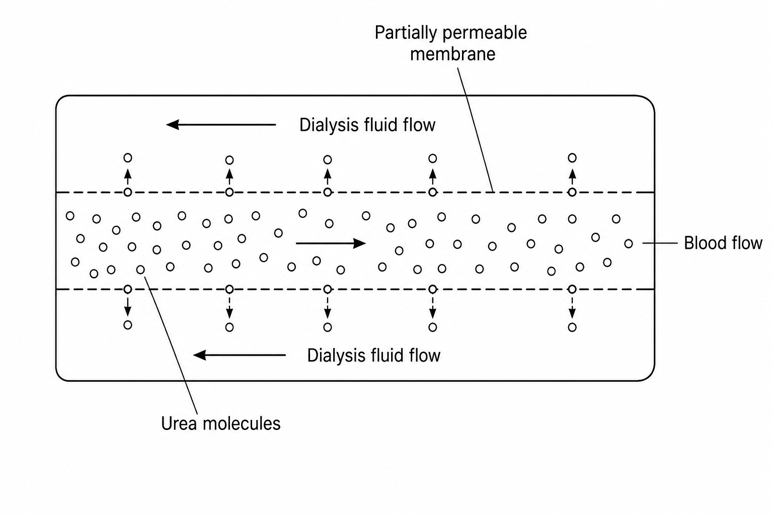 A detailed diagram showing a section of a dialysis machine's filtration tube. Inside the tube, blood flows in one direction, containing a high concentration of urea molecules (represented by small circular dots). Outside the tube, dialysis fluid flows in the opposite direction (counter-current), containing no urea. The boundary between the blood and the dialysis fluid is labeled as a partially permeable membrane with tiny pores through which the small urea molecules are shown passing from the blood into the dialysis fluid.
