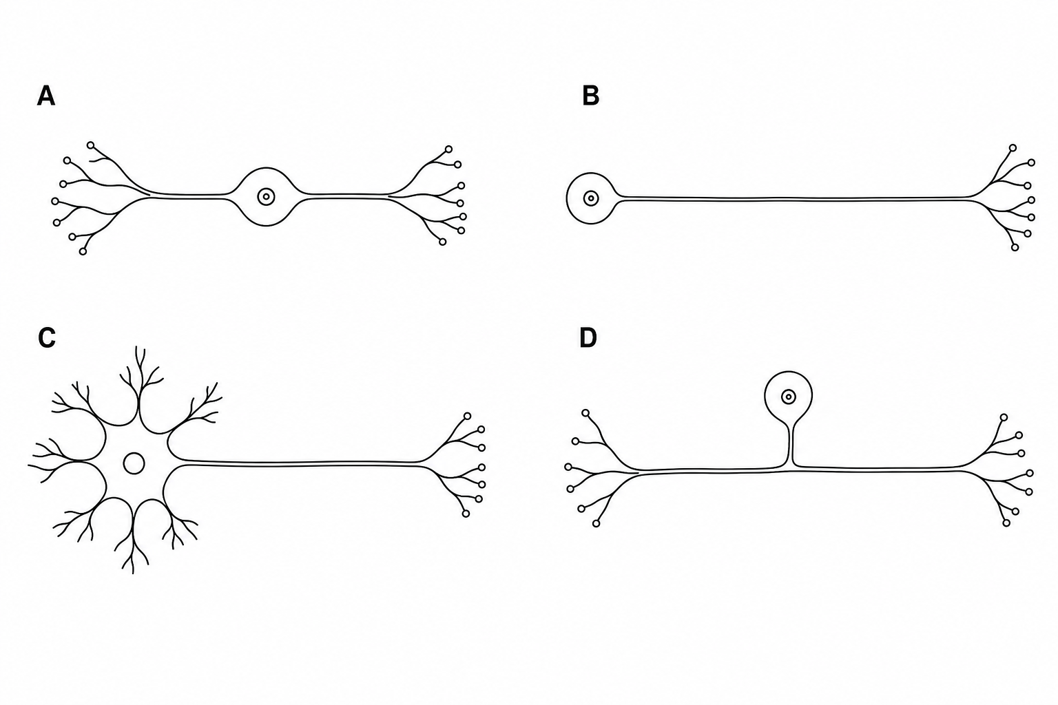 Four schematic diagrams of different neurones, labelled A, B, C, and D.