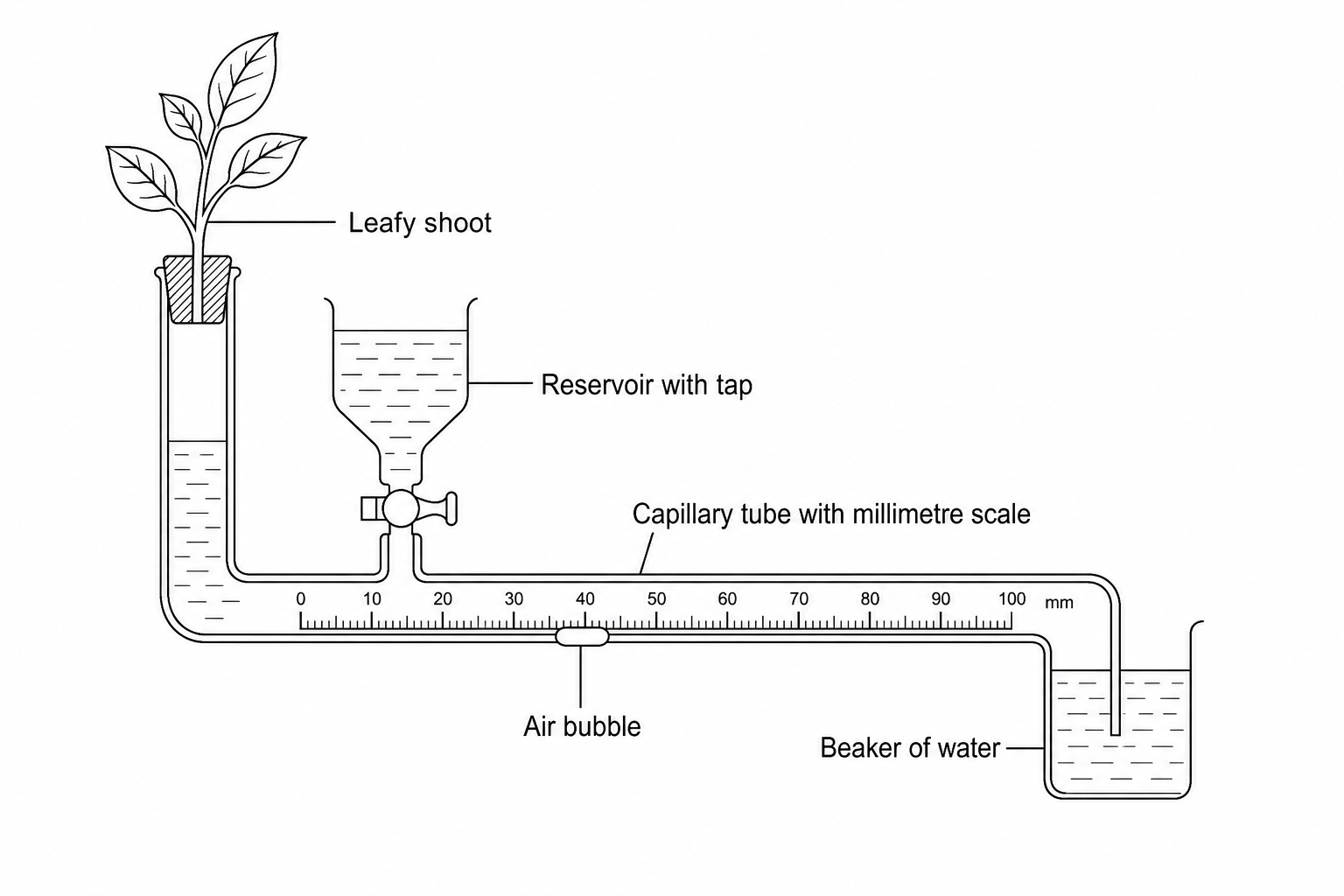 Diagram of a bubble potometer setup. A leafy plant shoot is sealed into the top of a glass unit filled with water. A capillary tube graduated with a millimetre scale is connected to the unit. An air bubble is shown inside the capillary tube. A tap-operated water reservoir is positioned above the tube for resetting the bubble position, and the open end of the capillary tube is submerged in a beaker of water.