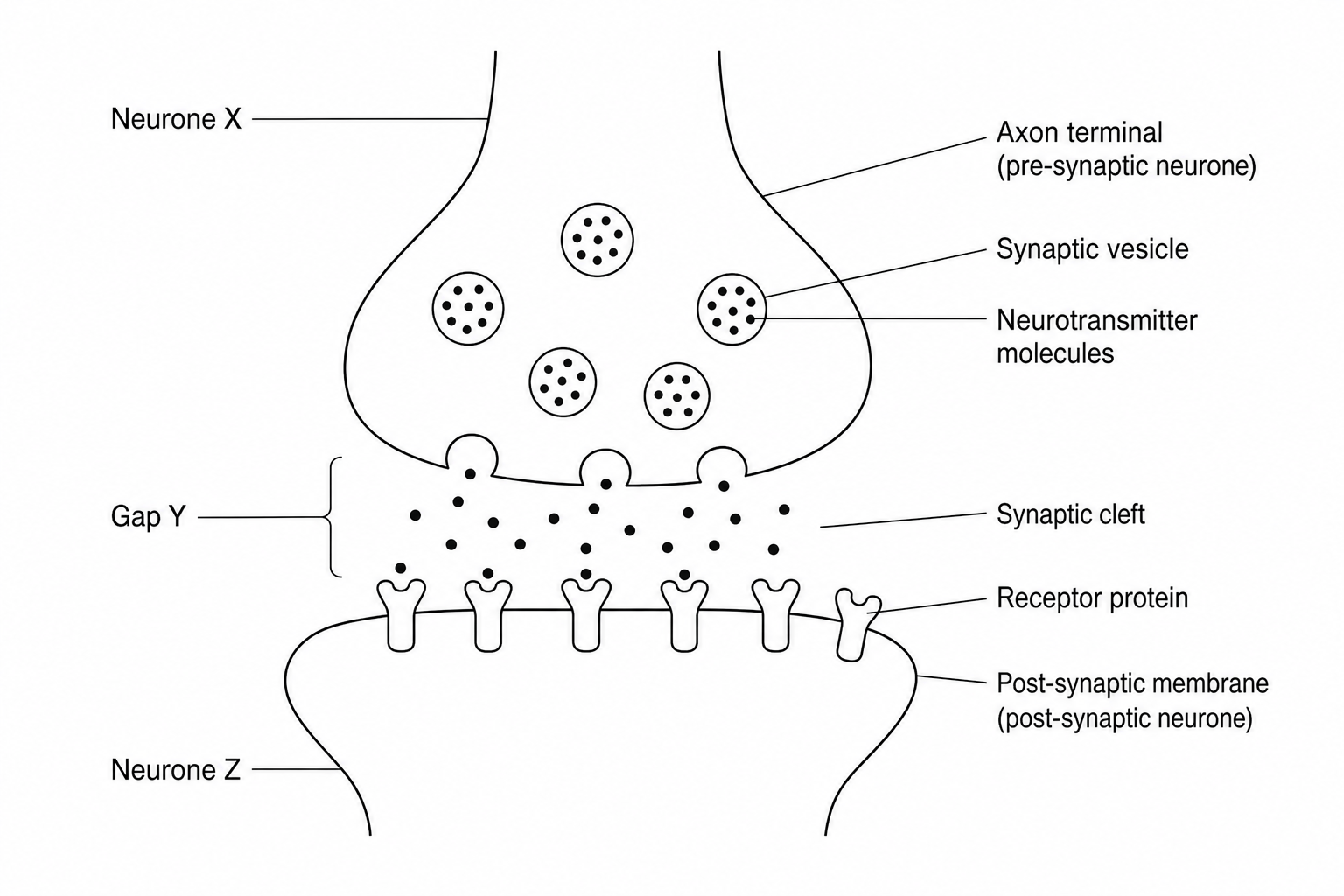 Figure 1: Diagram showing a chemical synapse between Neurone X and Neurone Z.