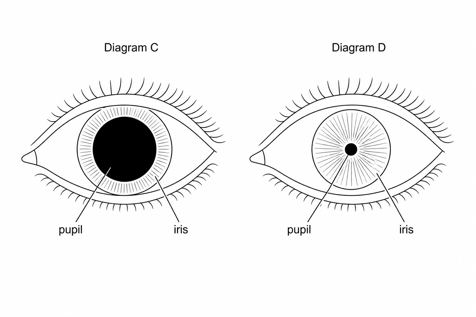 Two diagrams of an eye. Diagram C shows an eye with a very large, dilated pupil occupying most of the iris. Diagram D shows the same eye but with a very small, constricted pupil at the center of the iris.
