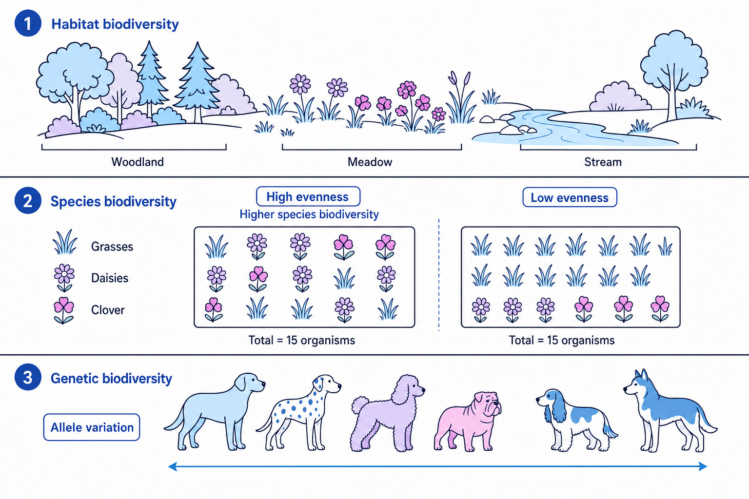 Three panels showing habitat biodiversity with woodland, meadow and stream, species biodiversity with high and low evenness, and genetic biodiversity as allele variation within one species