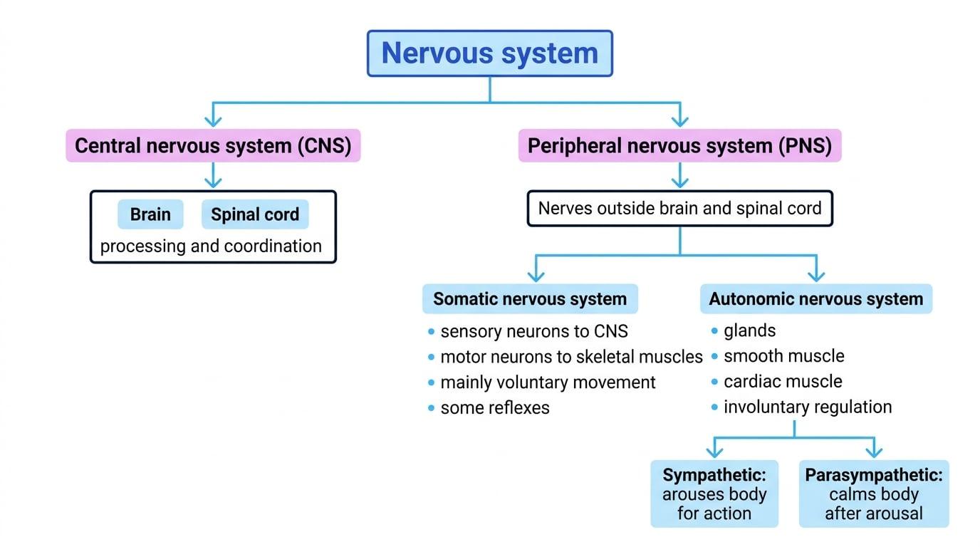 Hierarchy of nervous system showing CNS with brain and spinal cord, and PNS branching into somatic and autonomic divisions with their key functions