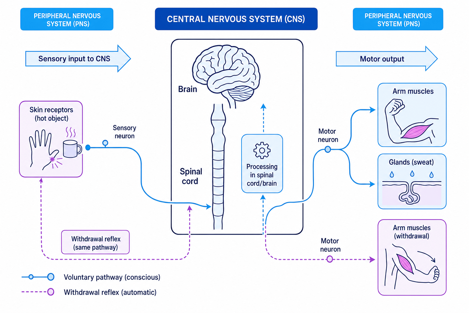 Central nervous system and peripheral nervous system with sensory input to the brain and spinal cord, processing in the spinal cord or brain, and motor output to muscles and glands including a withdrawal reflex pathway