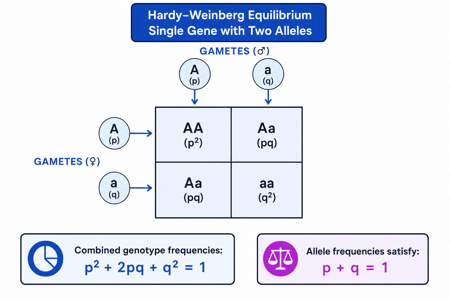 Punnett square showing Hardy-Weinberg random mating with gametes A and a labelled p and q, and genotype boxes AA, Aa, Aa and aa labelled p squared, pq, pq and q squared