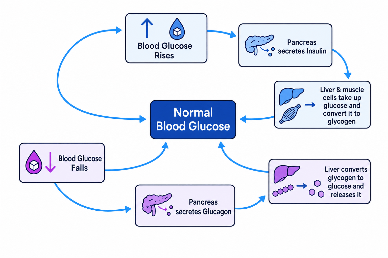 Blood Glucose Negative Feedback Loop