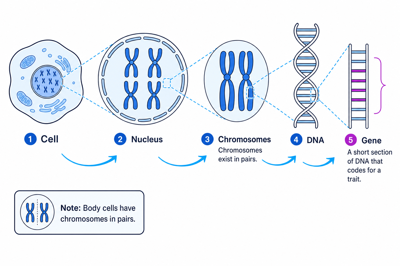 Labelled relationship between a body cell, nucleus, paired chromosomes, DNA and a gene
