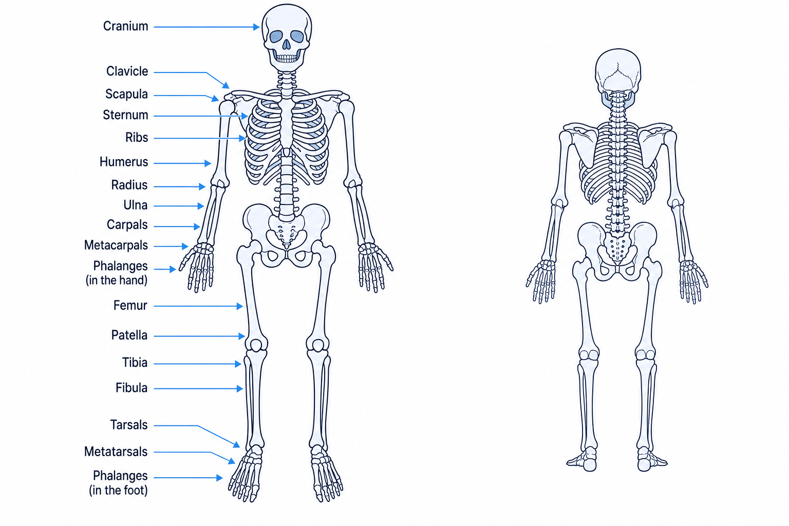 Labelled front and back views of a human skeleton in anatomical position showing major bones including cranium, sternum, ribs, vertebrae, pelvis, arm bones, and leg and foot bones