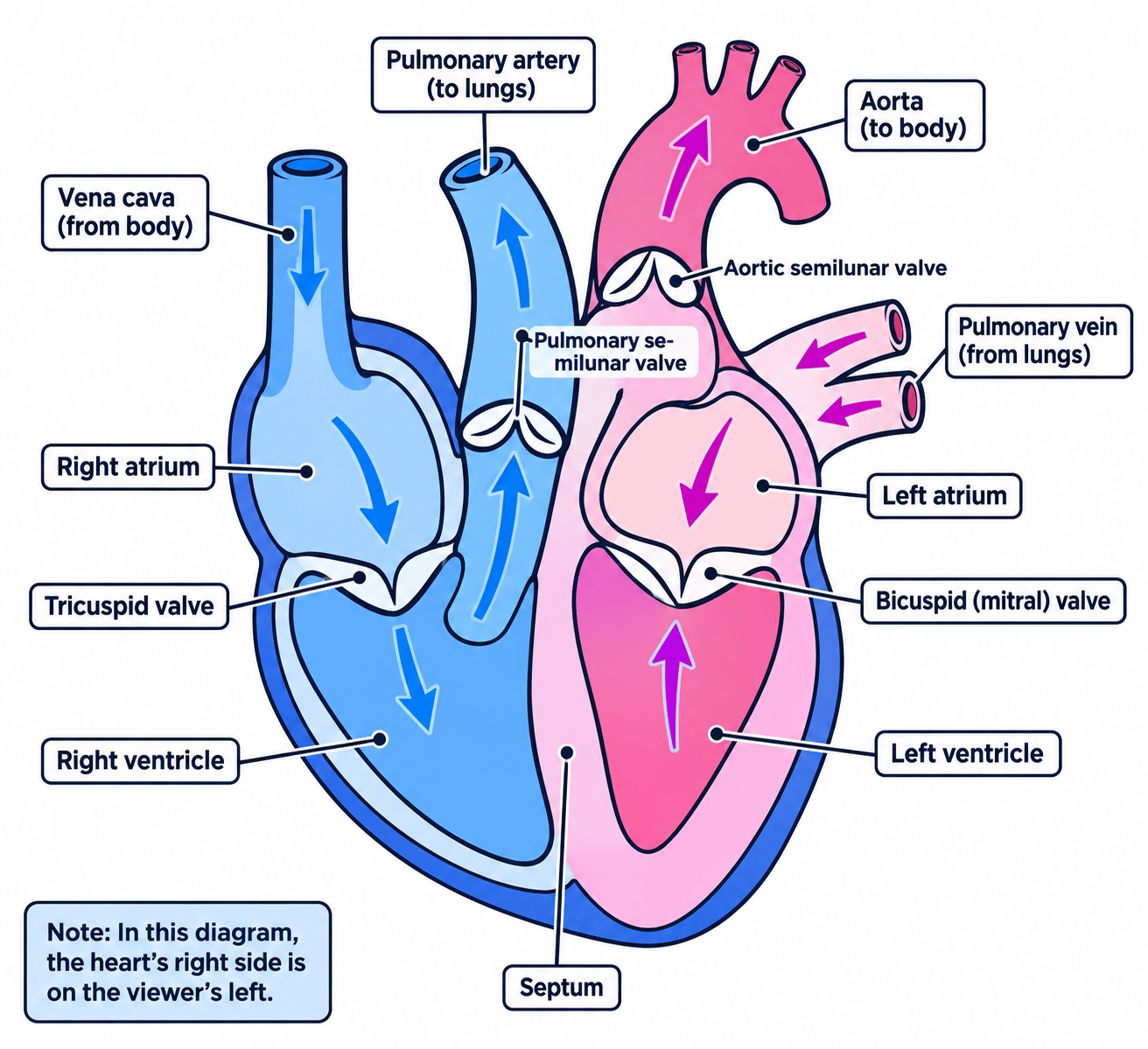 Frontal section of the human heart showing its four chambers, major vessels, septum, valves, blood-flow arrows, and the thicker wall of the left ventricle