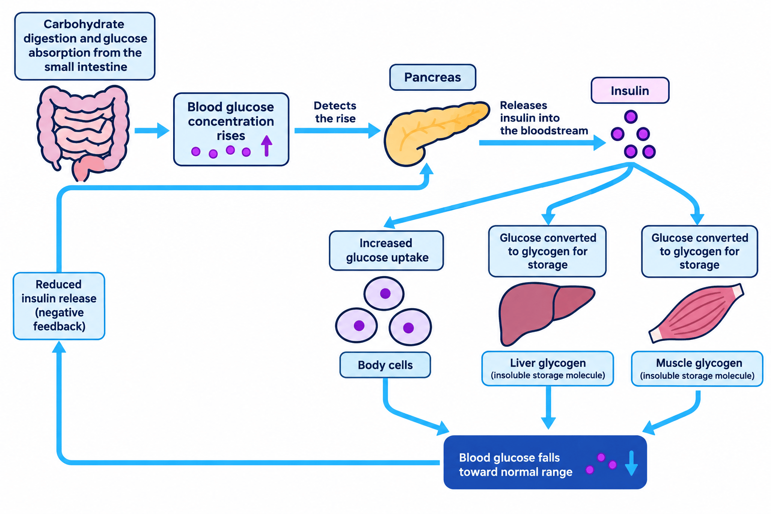 Flowchart of blood glucose regulation after a meal, showing the pancreas releasing insulin, increased glucose uptake, glycogen storage, and negative feedback