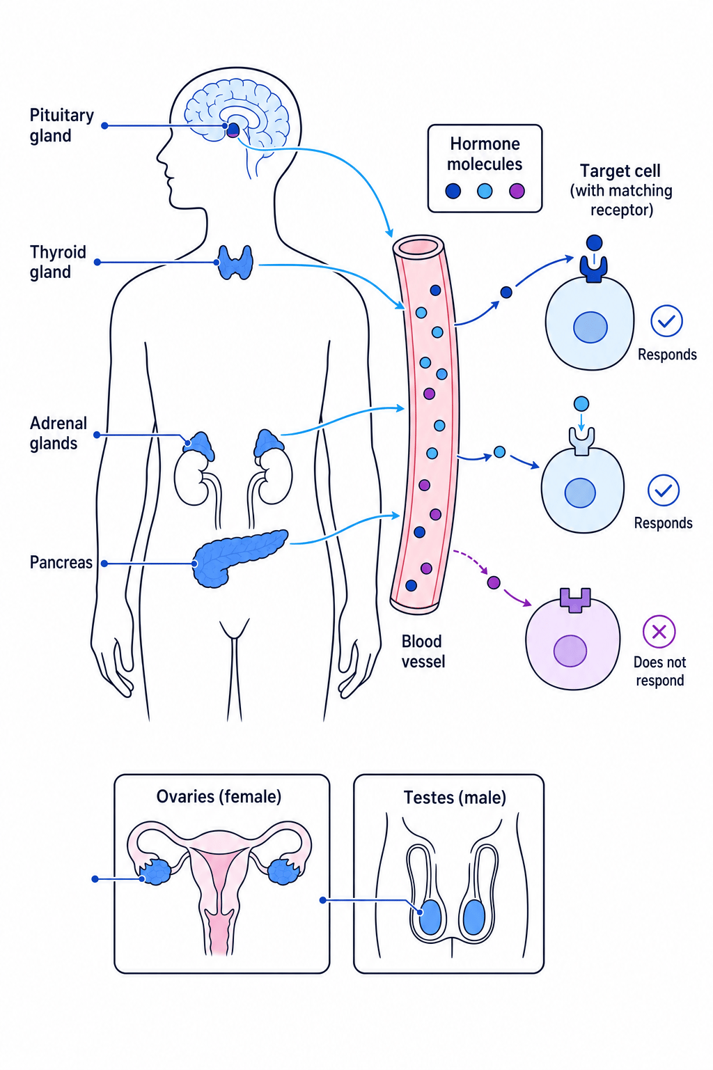 Human outline showing pituitary, thyroid, adrenal glands, pancreas, ovaries and testes, with hormones traveling in the blood to target cells with matching receptors