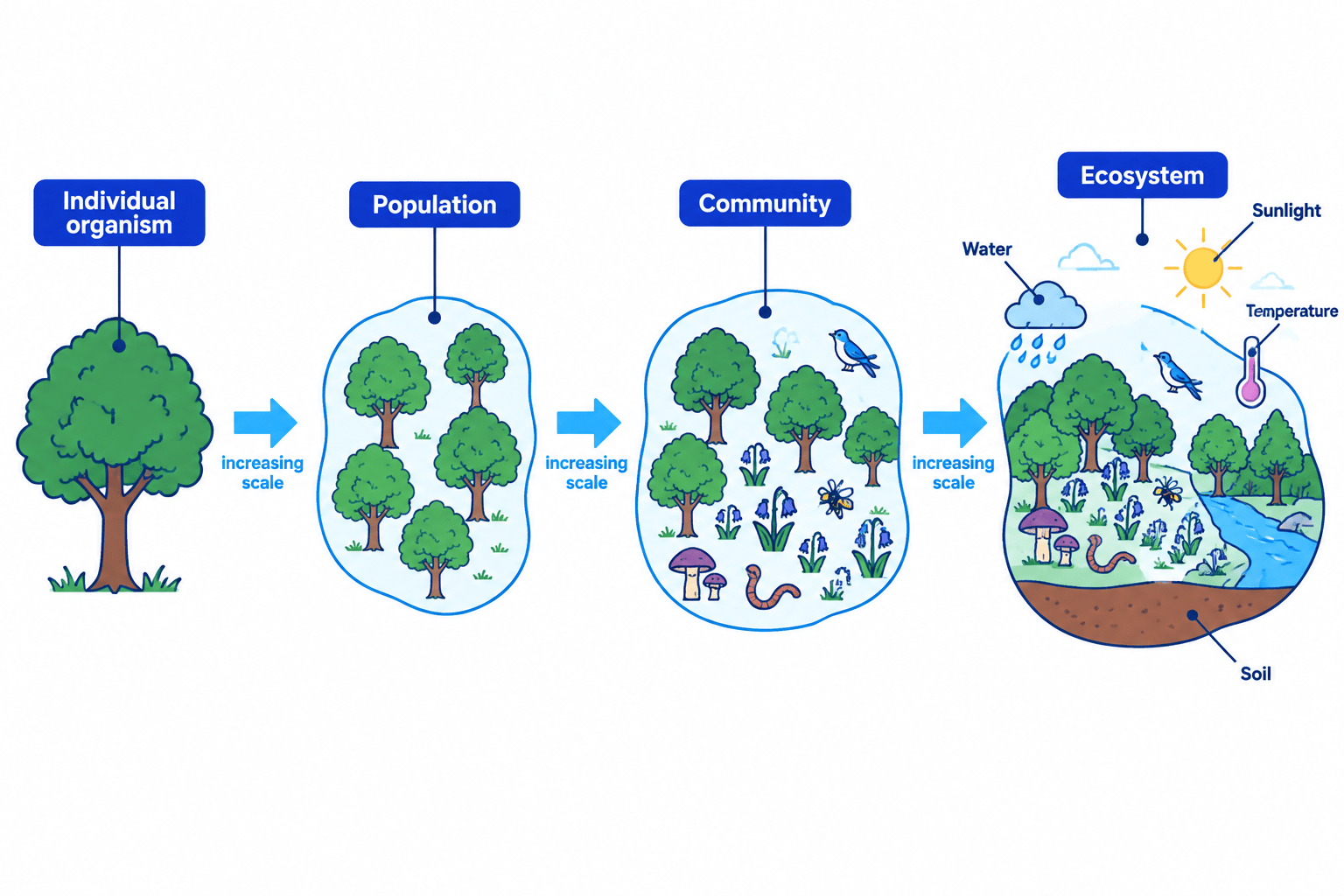 Hierarchy from one oak tree to an oak population, a woodland community and the complete ecosystem including sunlight, water, temperature and soil