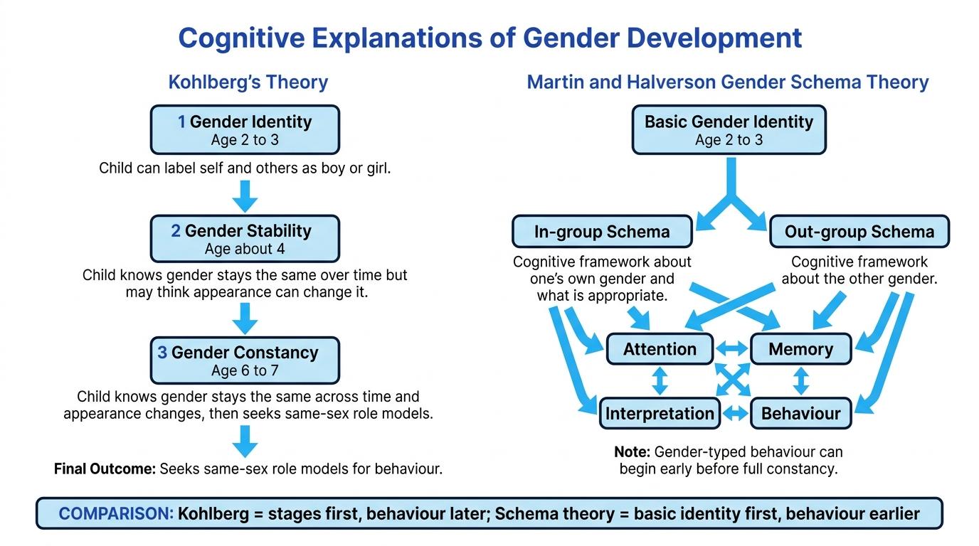 Comparison diagram showing Kohlberg's stages from gender identity to gender constancy alongside gender schema theory with in-group and out-group schemas leading to attention, memory, interpretation and behaviour