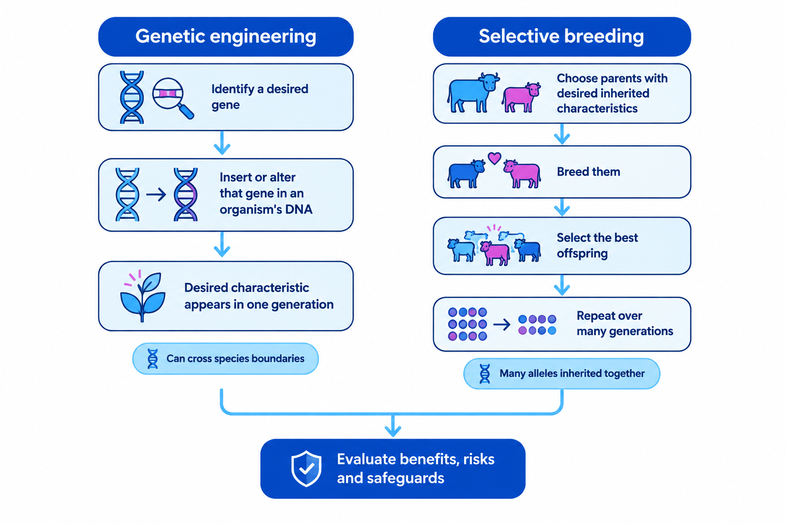 Comparison of genetic engineering, which alters a chosen gene in one generation, and selective breeding, which selects parents and offspring repeatedly over many generations
