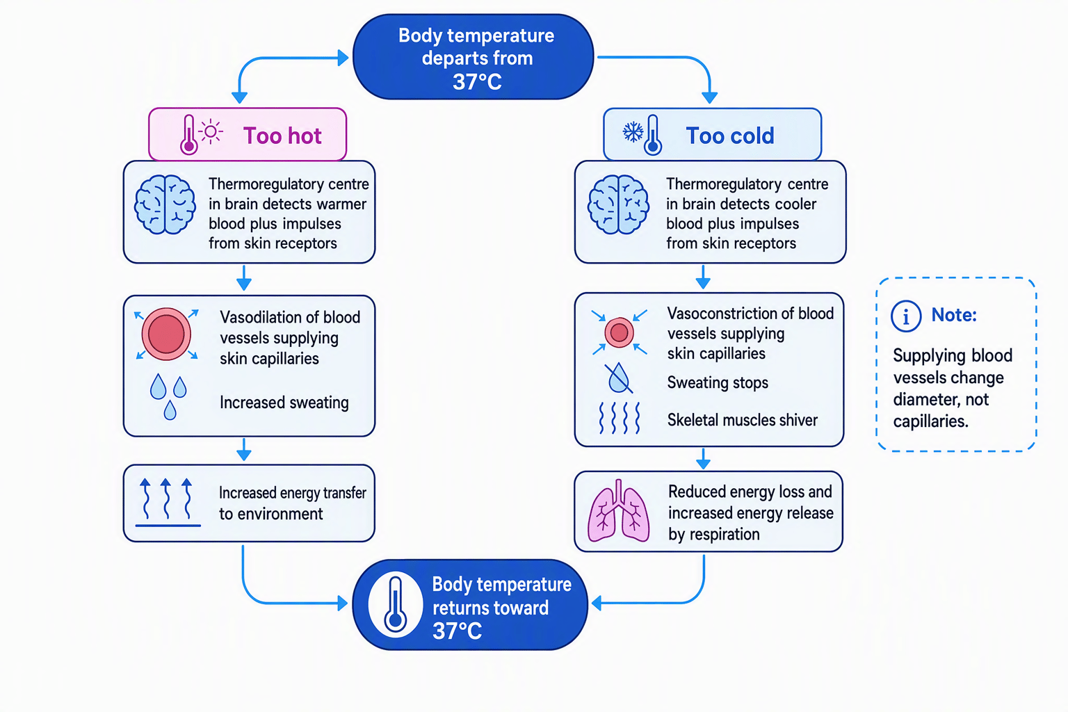 Flow diagram showing how the thermoregulatory centre detects temperatures above or below 37 degrees Celsius and triggers responses that return temperature toward normal