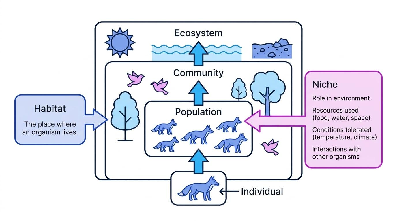Nested diagram showing individual, population, community and ecosystem, with habitat labelled as the place where an organism lives and niche labelled as its role, resources, tolerances and interactions