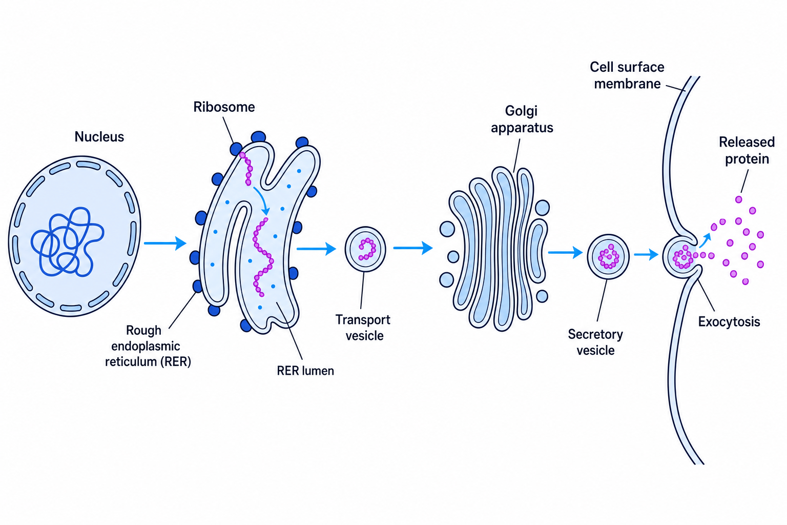 Secretory pathway showing nucleus, rough endoplasmic reticulum with ribosomes, transport vesicle, Golgi apparatus, secretory vesicle, cell surface membrane, and exocytosis releasing protein