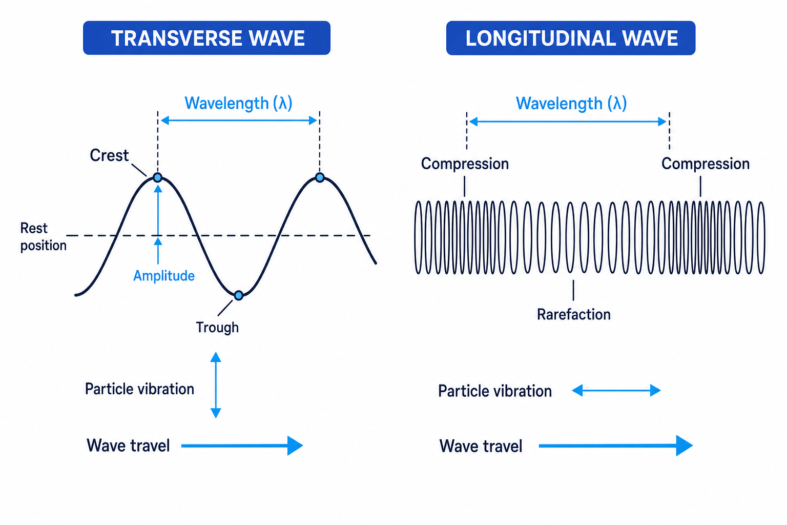 Labelled comparison of a transverse wave and a longitudinal wave showing amplitude, wavelength, crest, trough, compression, rarefaction, and the directions of wave travel and particle vibration