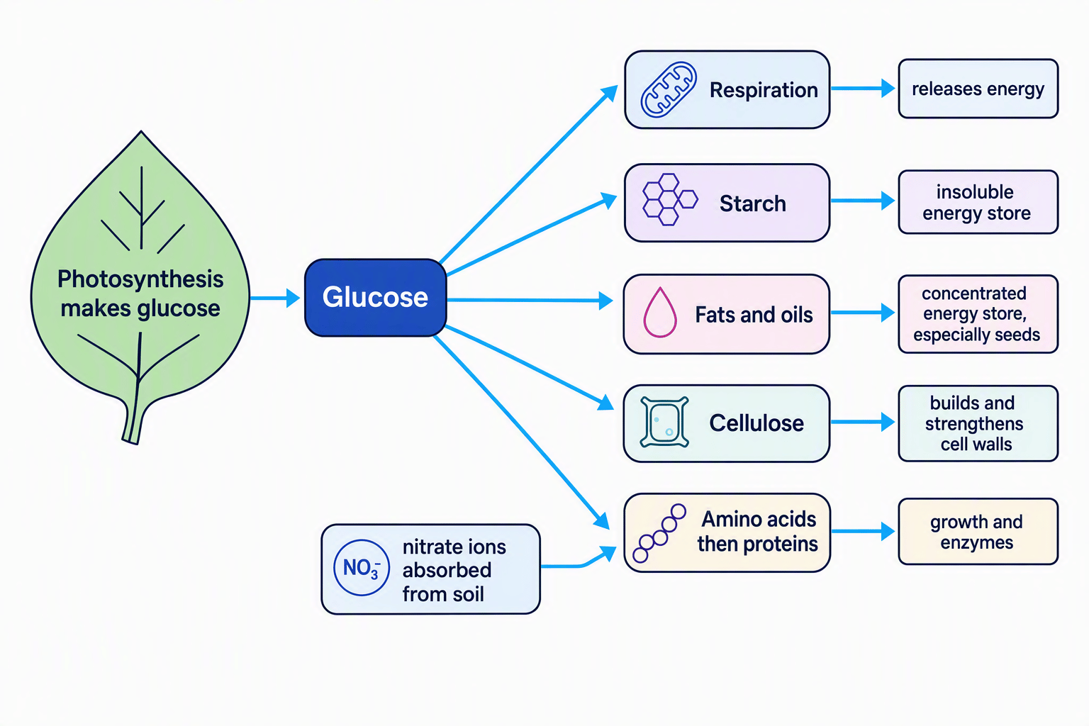 Pathway diagram showing glucose from photosynthesis being used for respiration, starch, fats and oils, cellulose, and amino acids and proteins, with nitrate ions needed for protein production