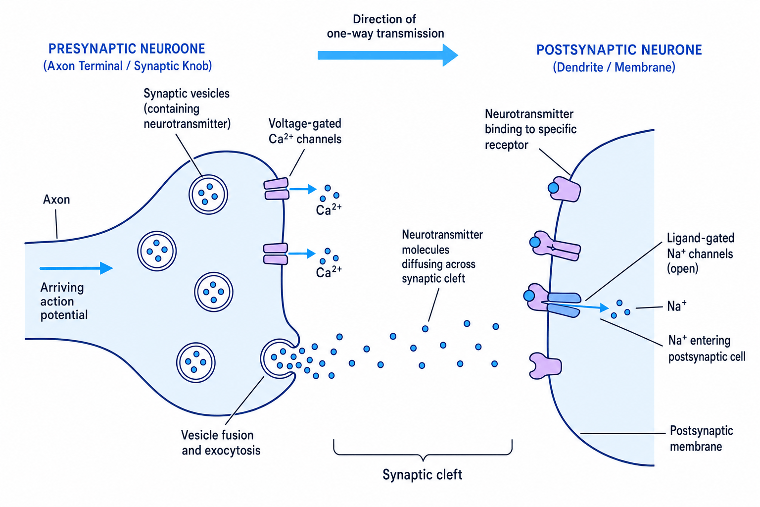 Labelled chemical synapse showing presynaptic knob, synaptic cleft, Ca²⁺ entry, neurotransmitter release, receptors, and Na⁺ entry into the postsynaptic neurone