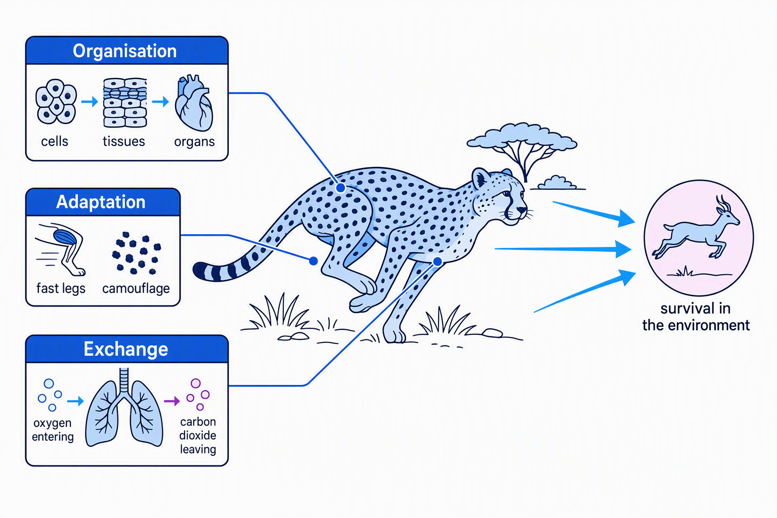 Biology key ideas applied to a cheetah: organisation, adaptation and exchange