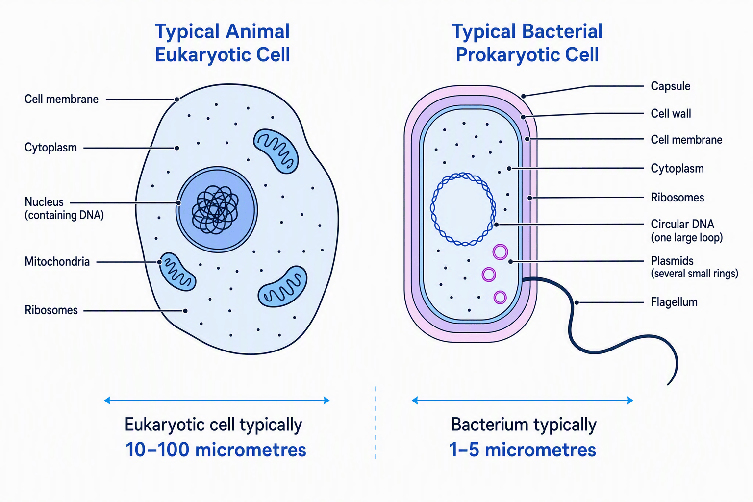 Side-by-side comparison of an animal eukaryotic cell with a nucleus and mitochondria and a bacterial prokaryotic cell with free circular DNA, plasmids, a cell wall, capsule, and flagellum