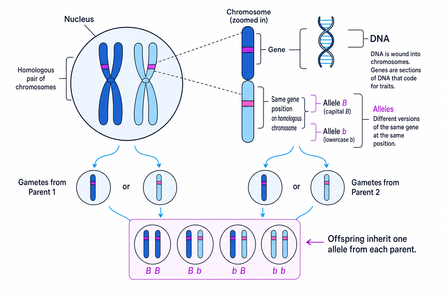 Labelled diagram showing DNA wound into chromosomes, a gene on homologous chromosomes with alleles B and b, and gametes passing one allele from each parent to offspring